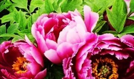 国色天香4最新爆料视频,精彩剧情抢先看，神秘角色引热议！